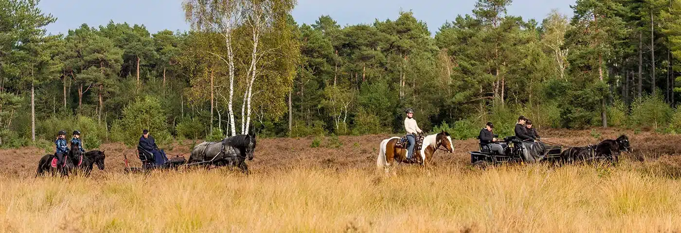 Ruiters en menners op de heide in de Kempen