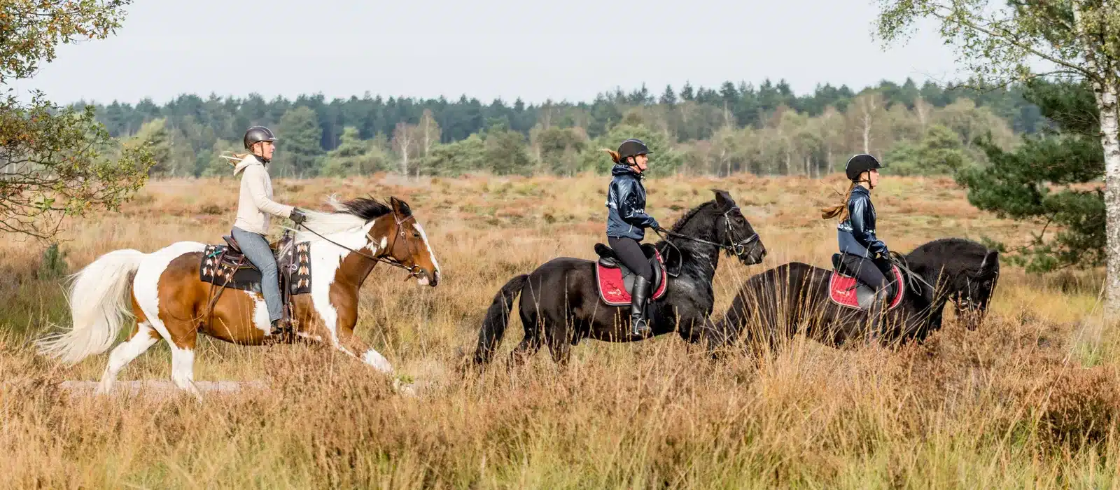 Drie ruiters te paard op de heide in de Brabantse Kempen