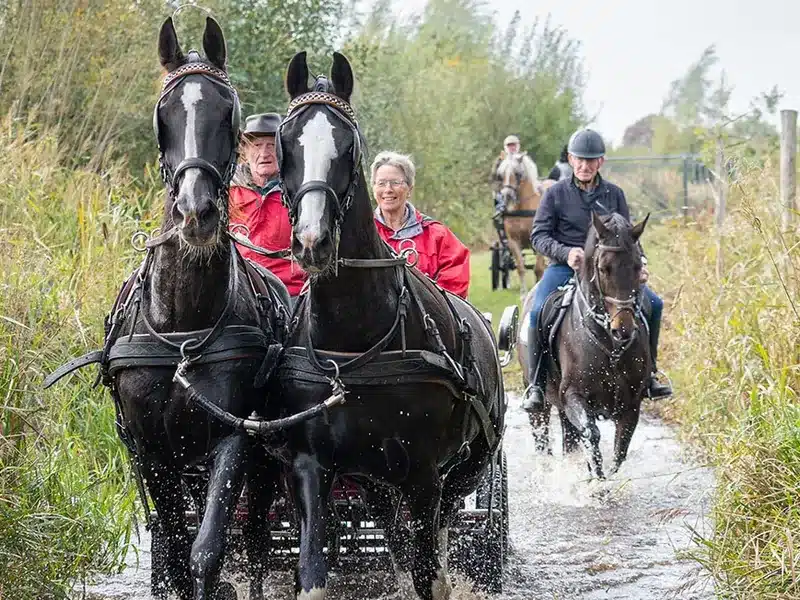 Menspan en ruiter rijden door het water in de Kempen