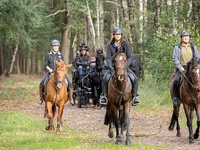 Ruiters en een koets op een bospad in de Kempen